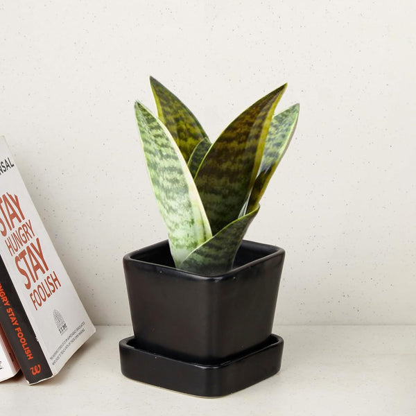 Black Square Ceramic Clay Pots Pot with Tray - The Earth Store - Planter